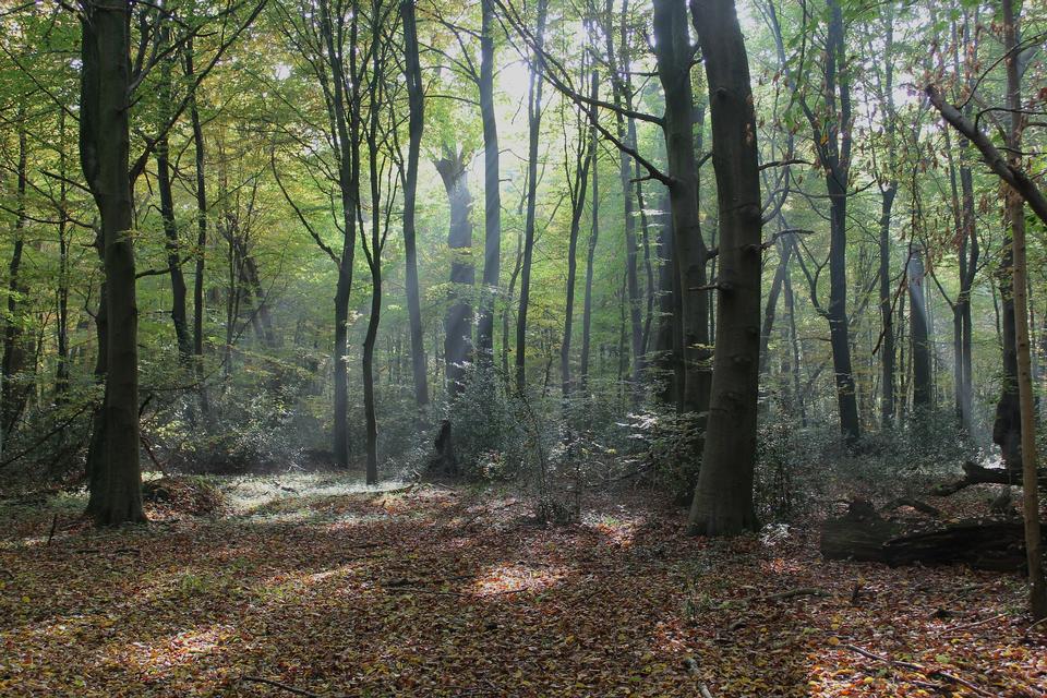 Free download high resolution image - free image free photo free stock image public domain picture  Morning in the forest