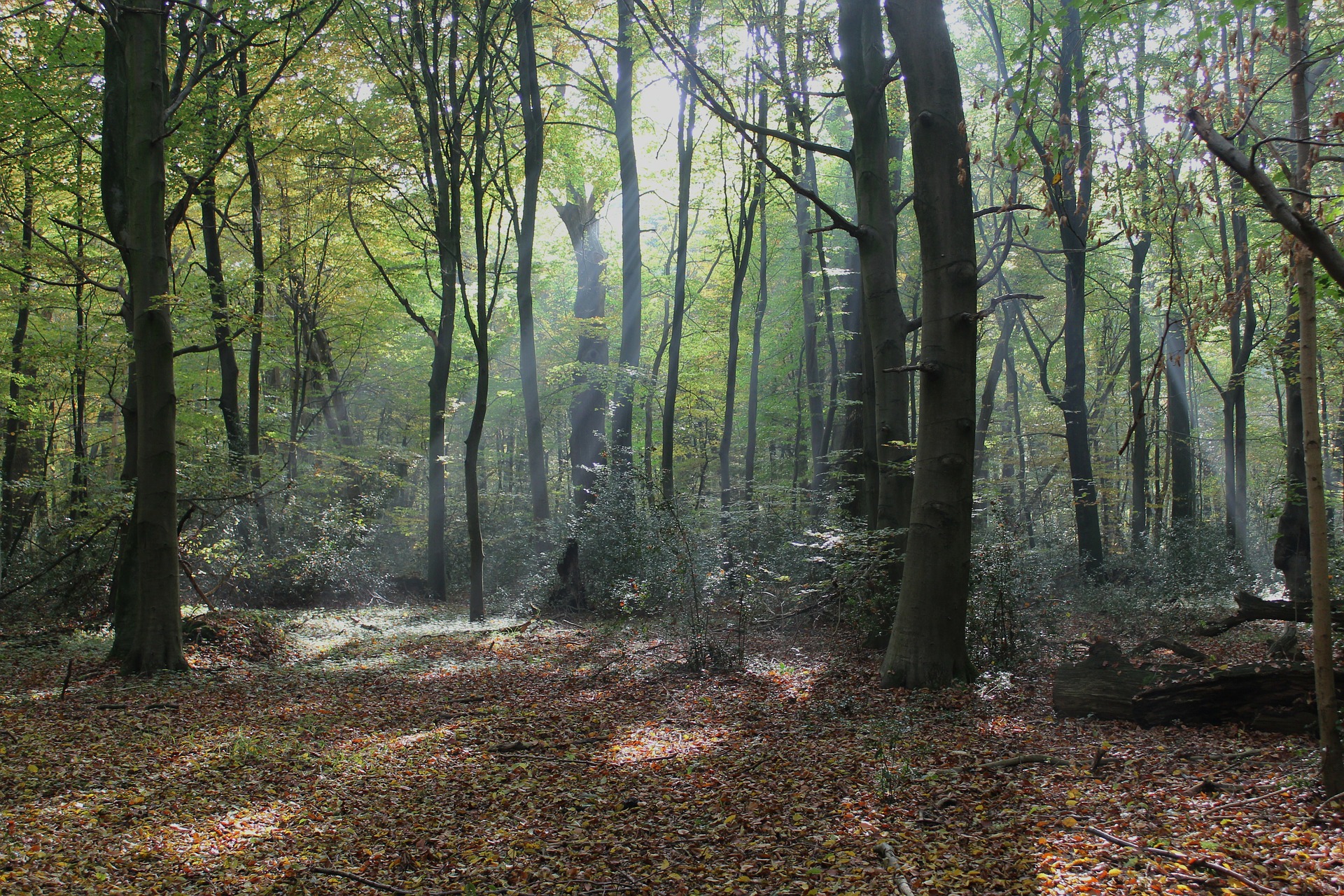 Free download high resolution image - free image free photo free stock image public domain picture -Morning in the forest