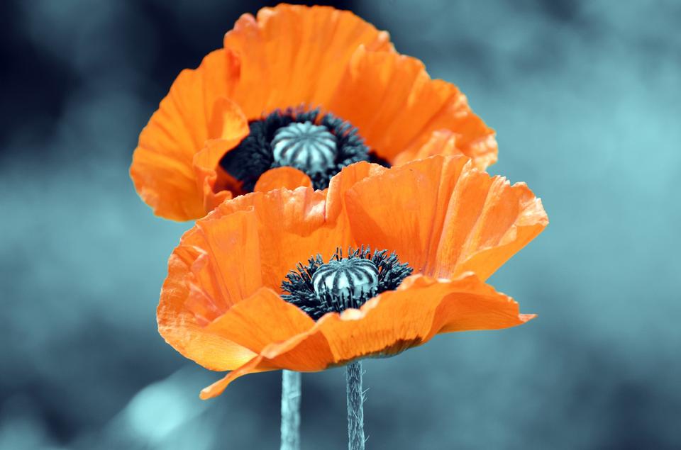 Free download high resolution image - free image free photo free stock image public domain picture  Poppies - flowers