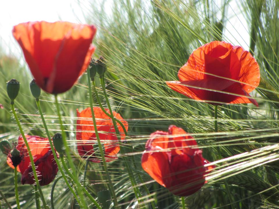 Free download high resolution image - free image free photo free stock image public domain picture  Poppies And Wheat Composition