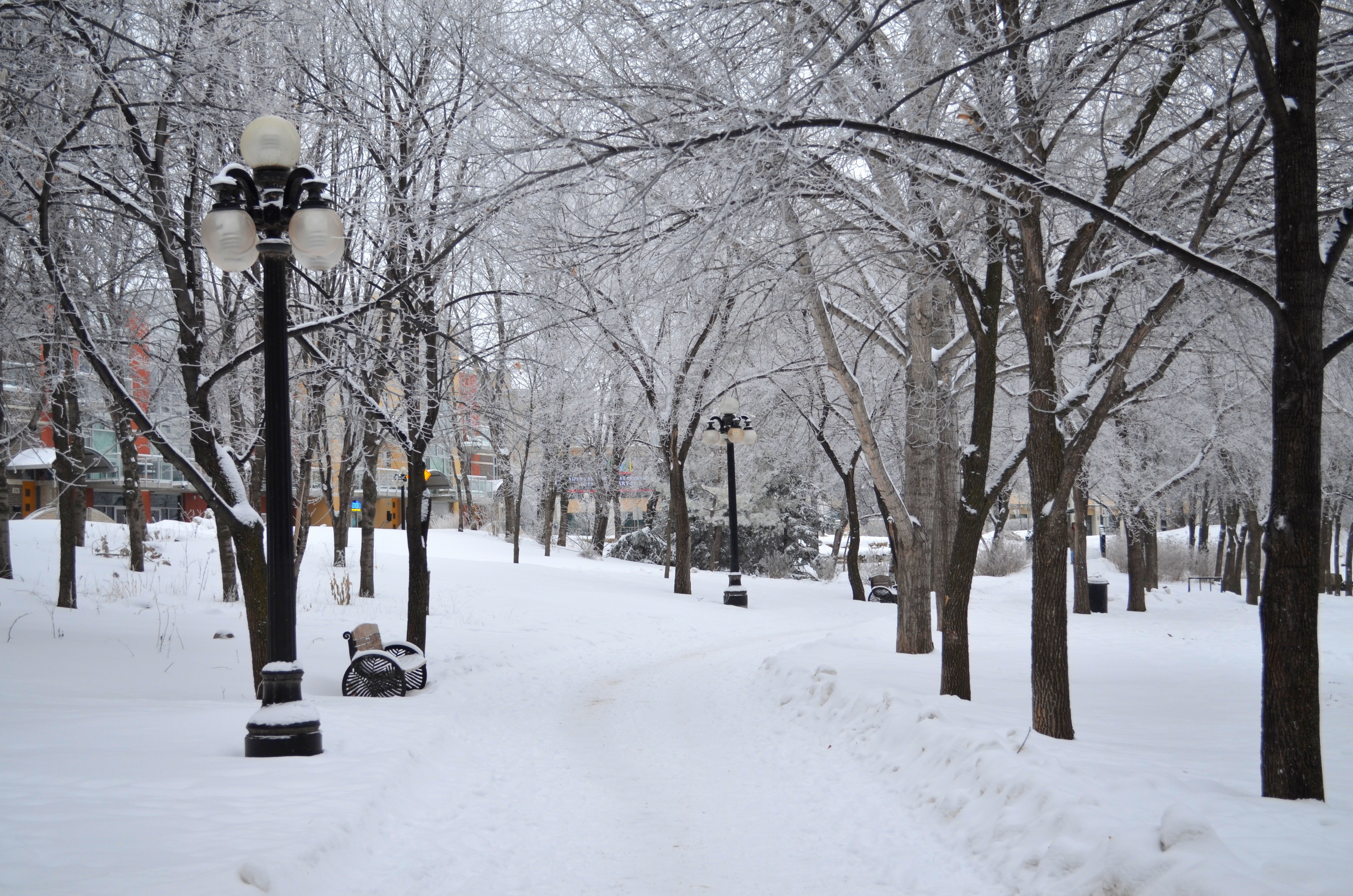 Free download high resolution image - free image free photo free stock image public domain picture -Winter park covered with snow with a row of lamps