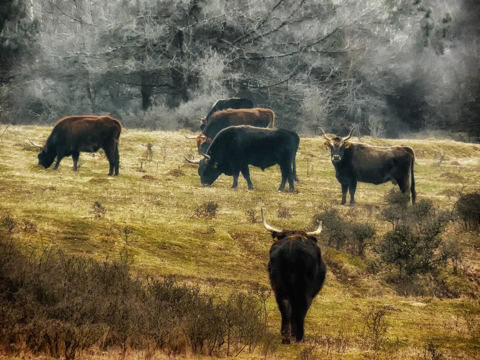 Free download high resolution image - free image free photo free stock image public domain picture  young bulls on the meadow in the Bavaria Germany