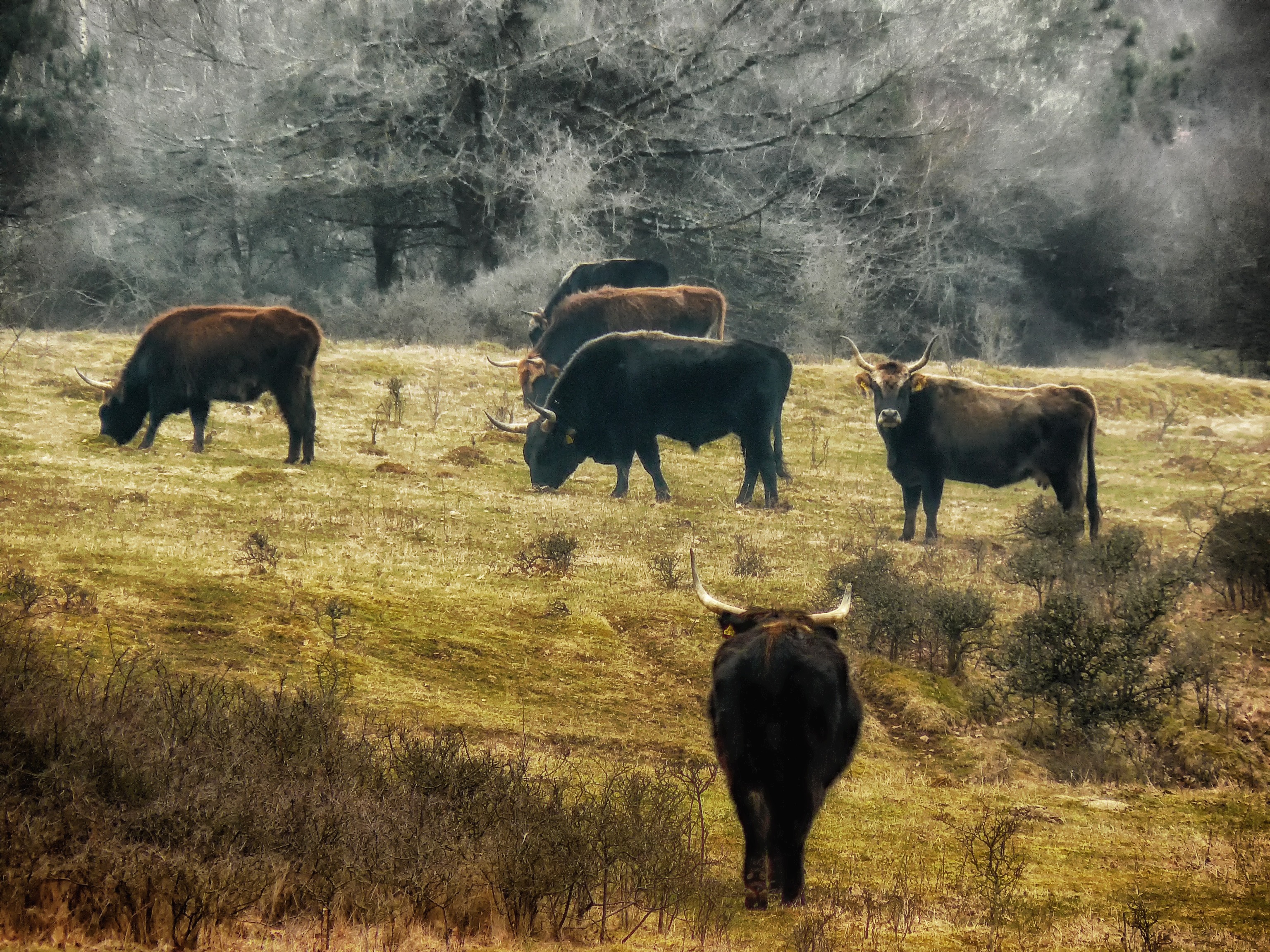 Free download high resolution image - free image free photo free stock image public domain picture -young bulls on the meadow in the Bavaria Germany