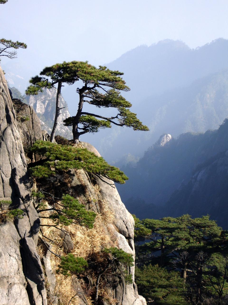 Free download high resolution image - free image free photo free stock image public domain picture  Huangshan mountain with Pinus hwangshanensis trees