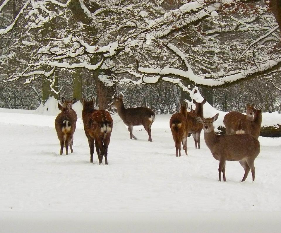 Free download high resolution image - free image free photo free stock image public domain picture  White Tail Deer, in early evening light