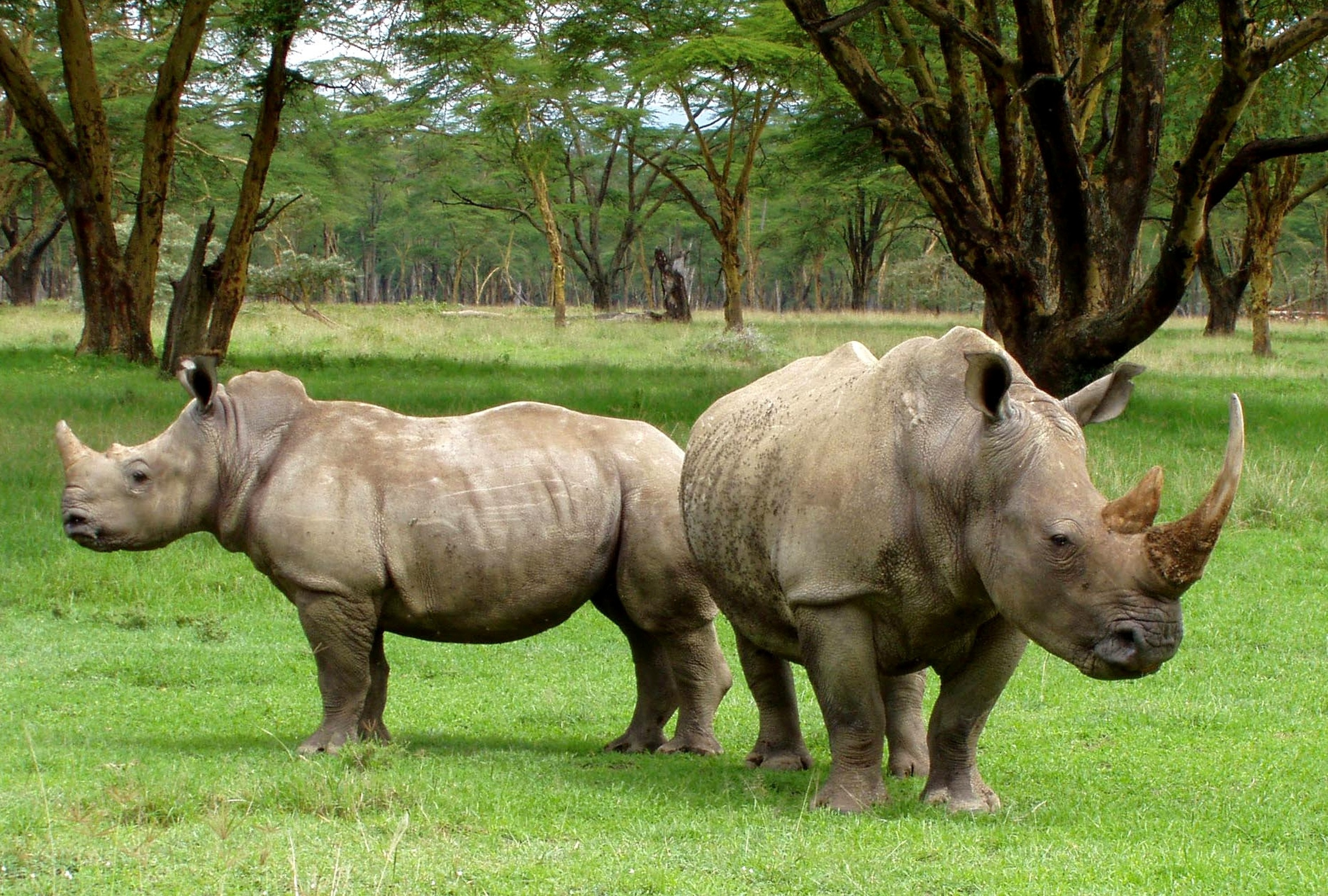 Free download high resolution image - free image free photo free stock image public domain picture -White rhinoceros South Africa