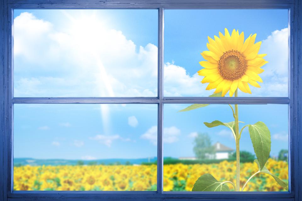 Free download high resolution image - free image free photo free stock image public domain picture  Country scene with sunflower field viewed from window frame