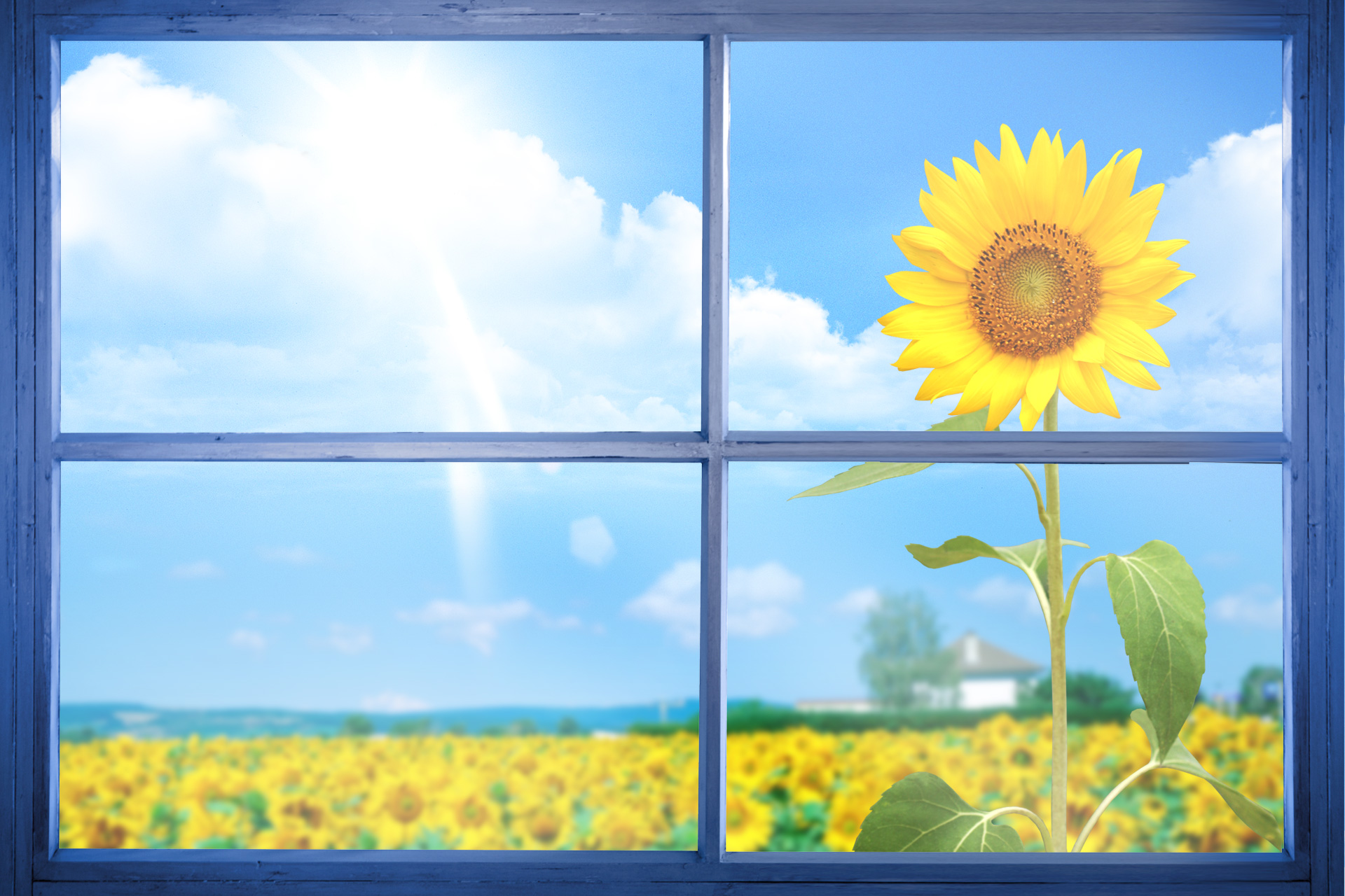 Free download high resolution image - free image free photo free stock image public domain picture -Country scene with sunflower field viewed from window frame