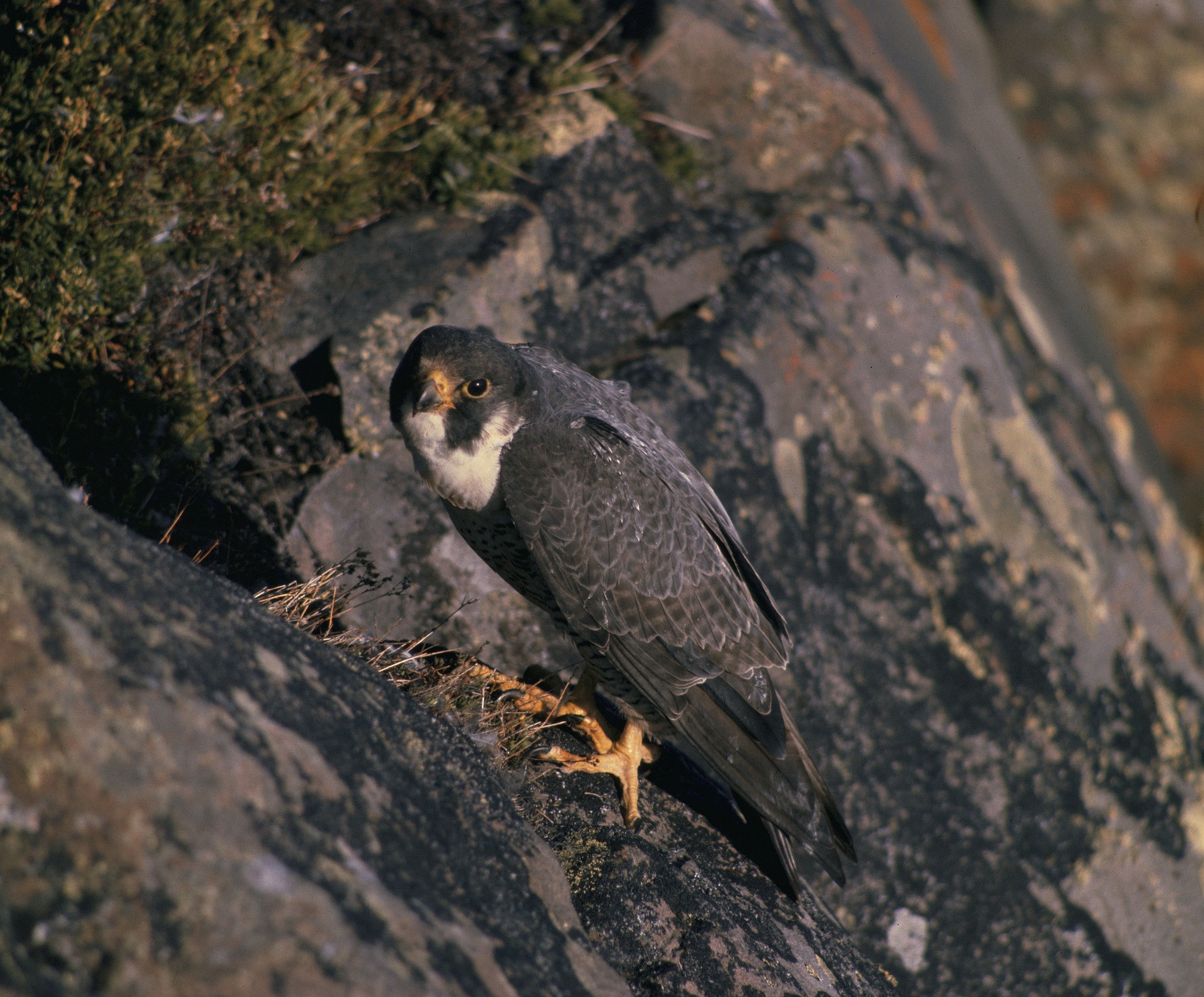 Free download high resolution image - free image free photo free stock image public domain picture -A Peregrine Falcon perched on a stump