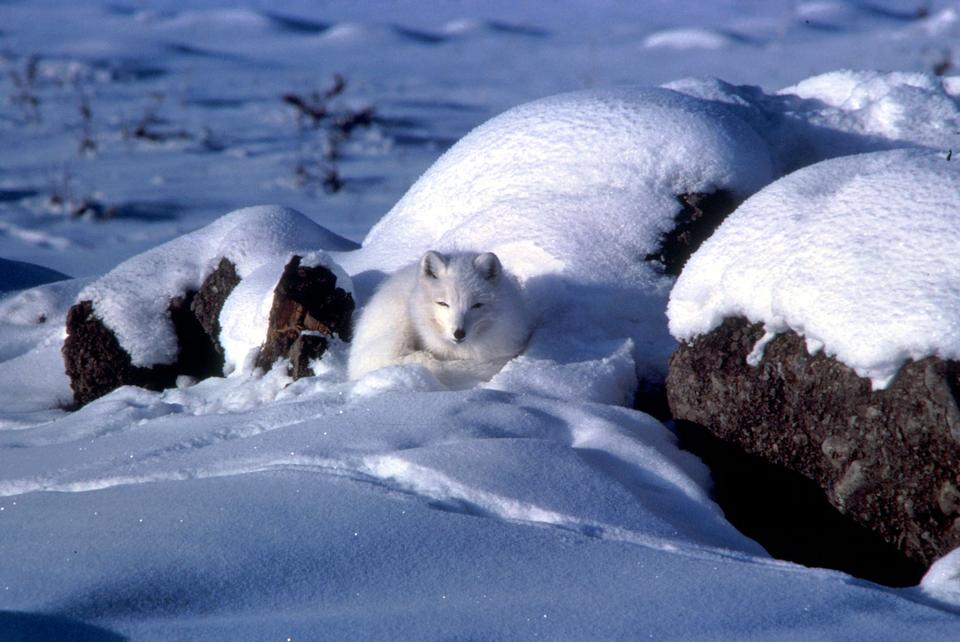 Free download high resolution image - free image free photo free stock image public domain picture  A chilly-looking arctic fox sitting on pressure ridge