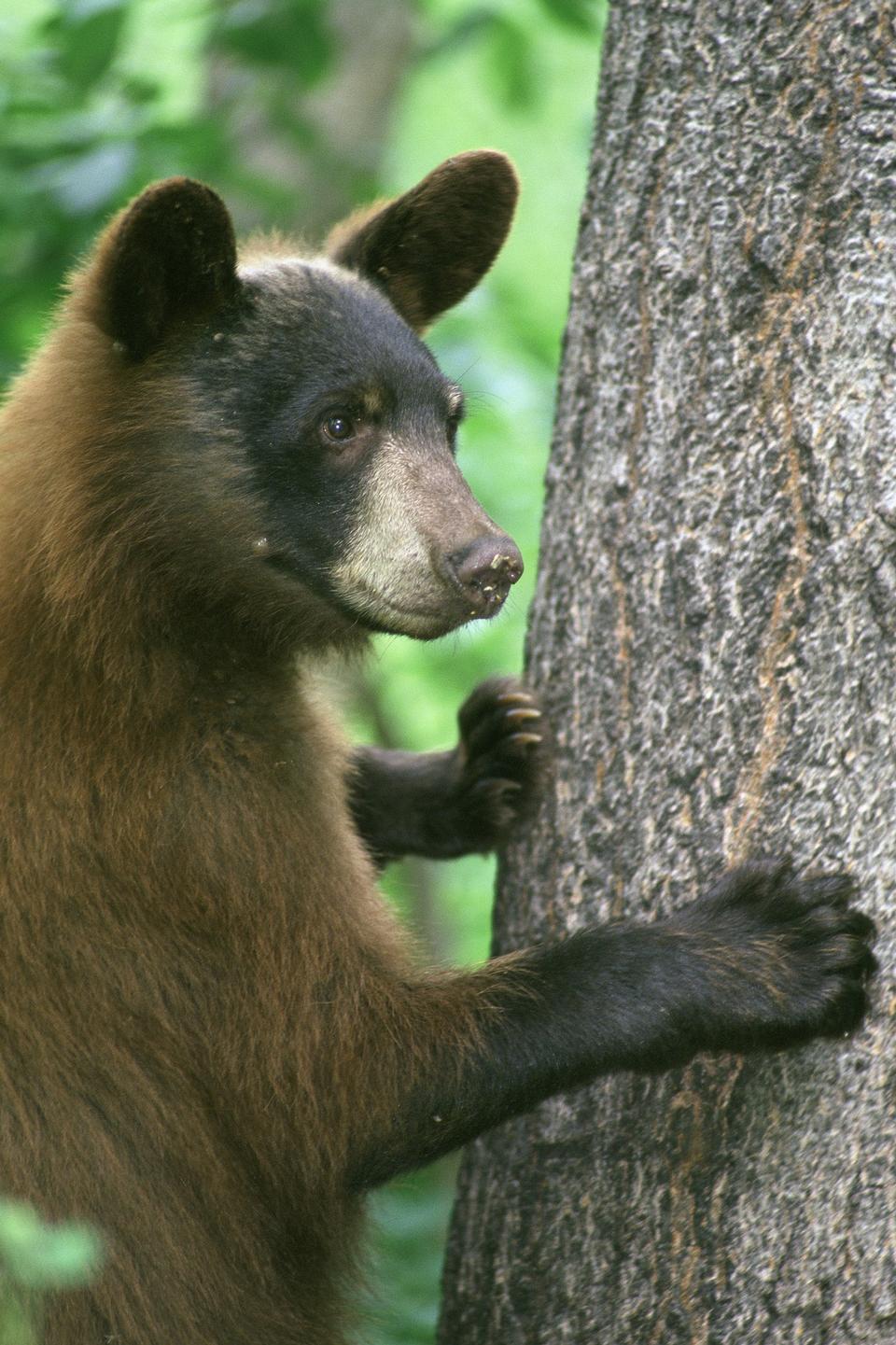 Free download high resolution image - free image free photo free stock image public domain picture  American Black Bear