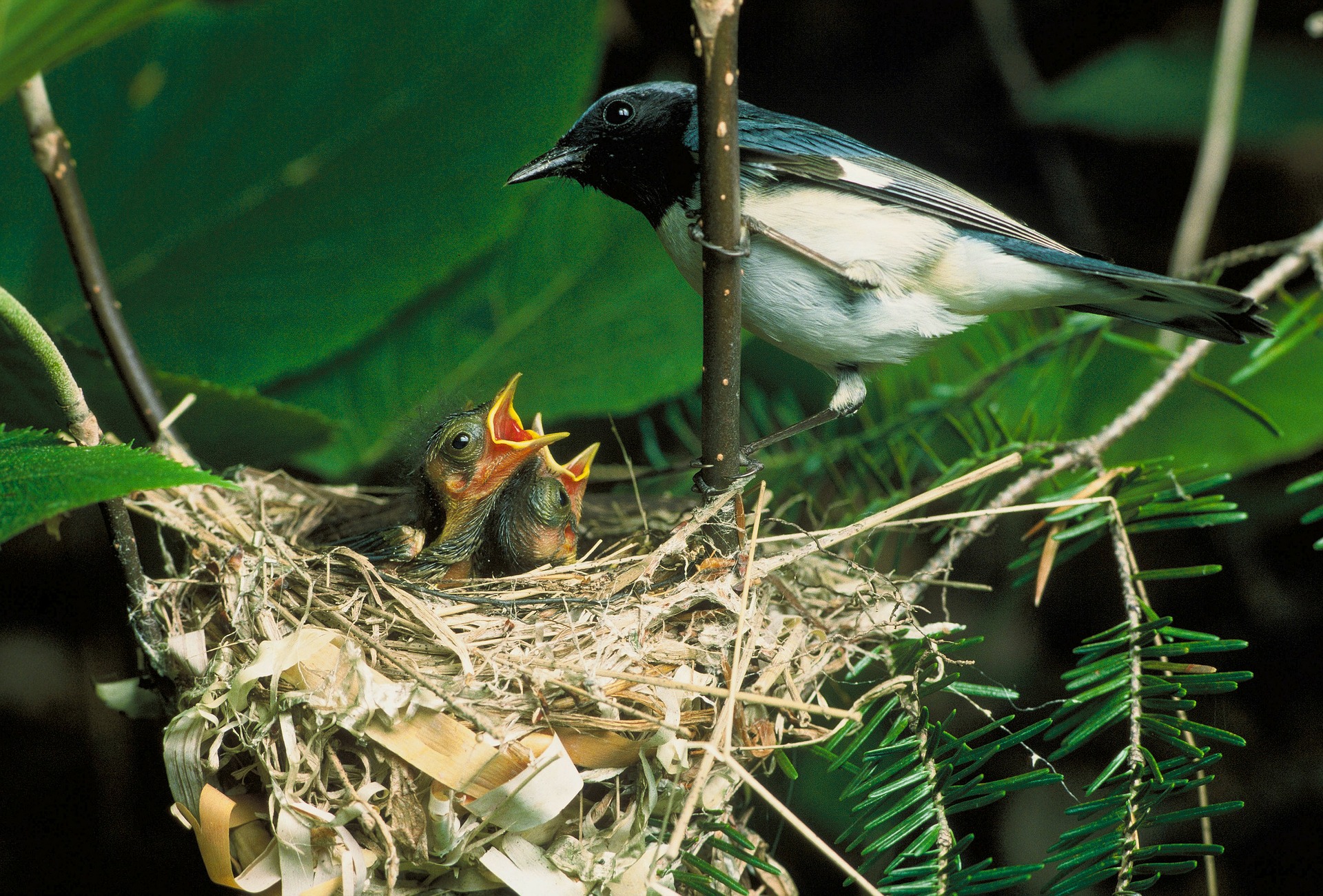 Free download high resolution image - free image free photo free stock image public domain picture -Black-throated Blue Warbler