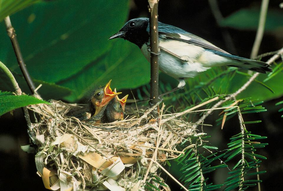 Free download high resolution image - free image free photo free stock image public domain picture  Black-throated Blue Warbler