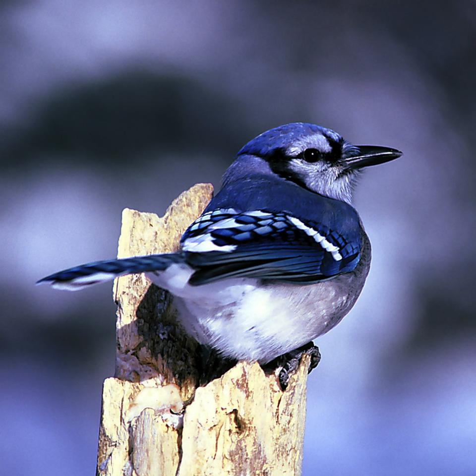 Free download high resolution image - free image free photo free stock image public domain picture  Blue Jay with the bird feed on the fence