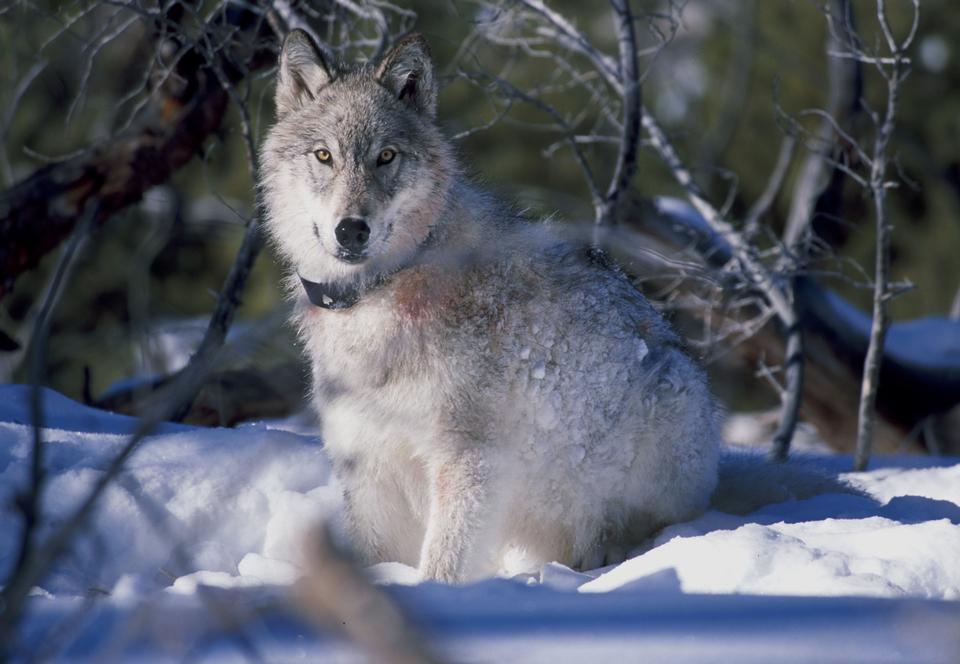 Free download high resolution image - free image free photo free stock image public domain picture  Grey Wolf by Single Birch Tree