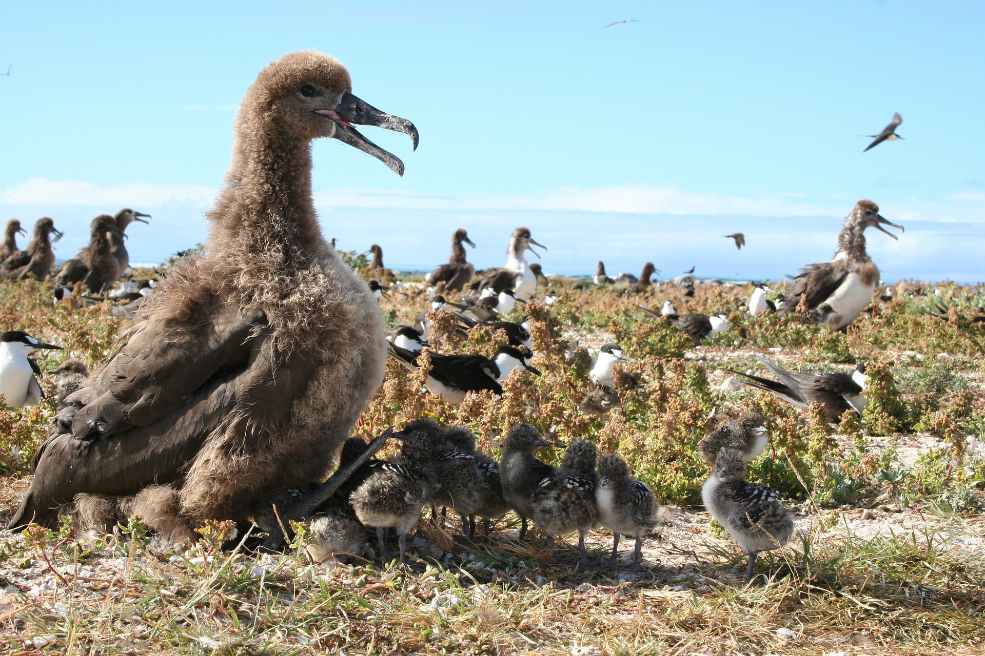 Free download high resolution image - free image free photo free stock image public domain picture -Southern Royal Albatross