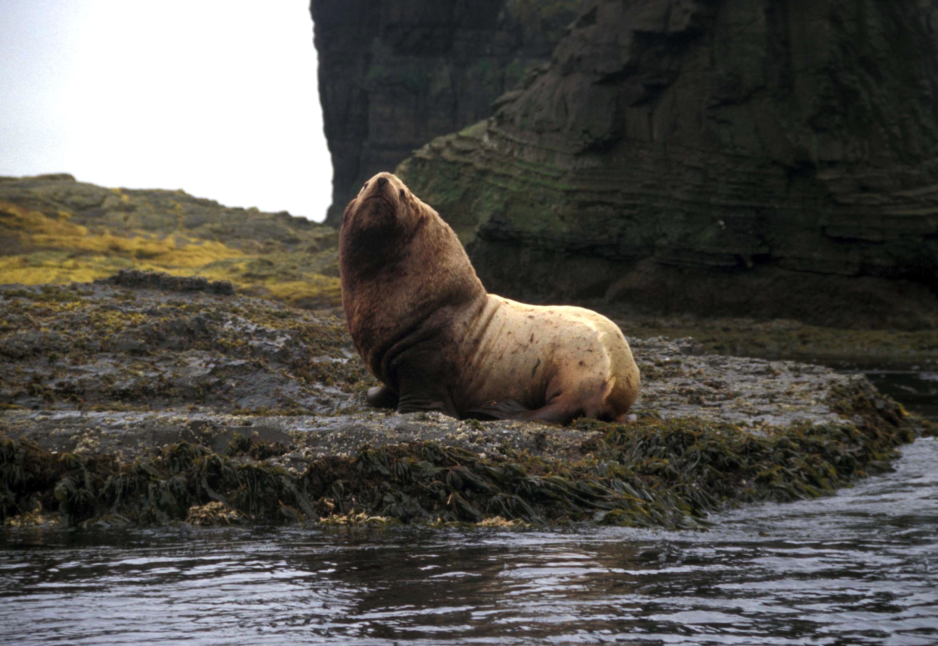 Free download high resolution image - free image free photo free stock image public domain picture -Wild Male Steller Sea Lion