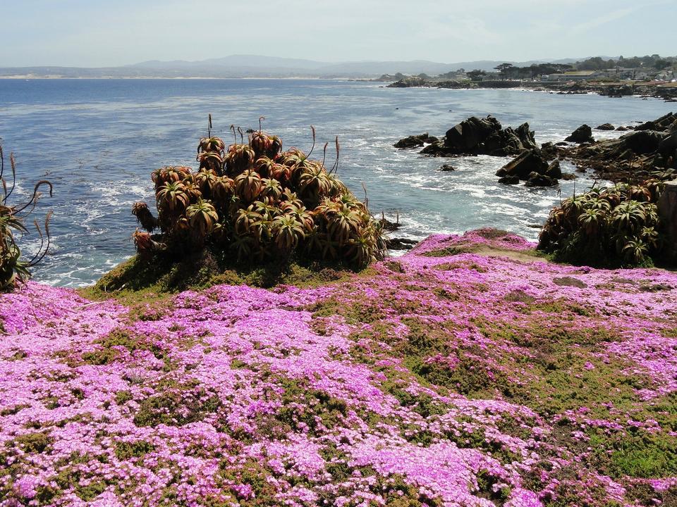 Free download high resolution image - free image free photo free stock image public domain picture  Flower-lined ocean walk at Pacific Grove, California