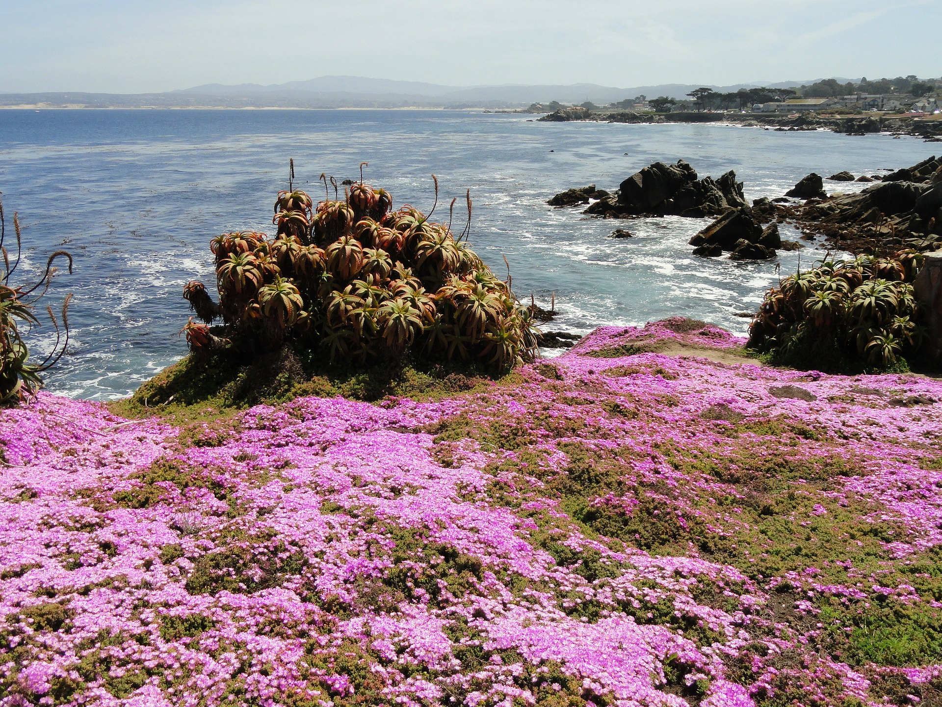 Free download high resolution image - free image free photo free stock image public domain picture -Flower-lined ocean walk at Pacific Grove, California