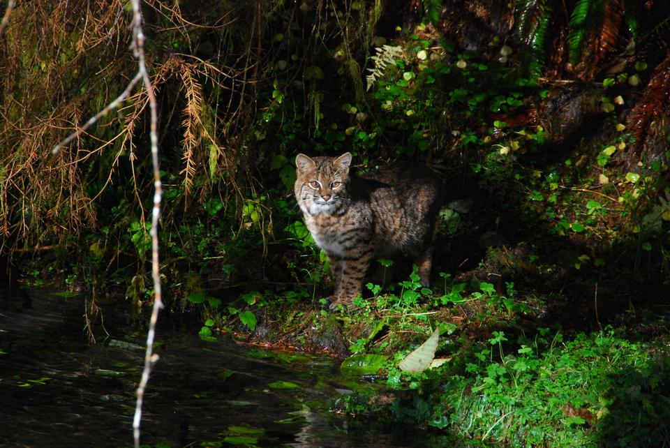 Free download high resolution image - free image free photo free stock image public domain picture  A bobcat prowls Taft Creek in the Hoh