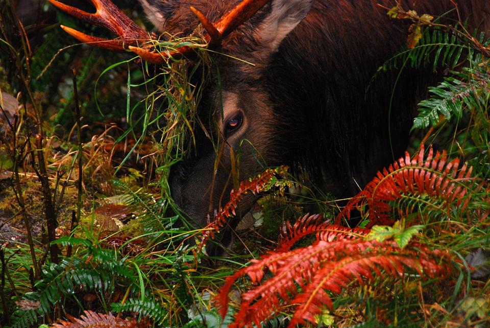 Free download high resolution image - free image free photo free stock image public domain picture  Autumn Elk in the Hoh