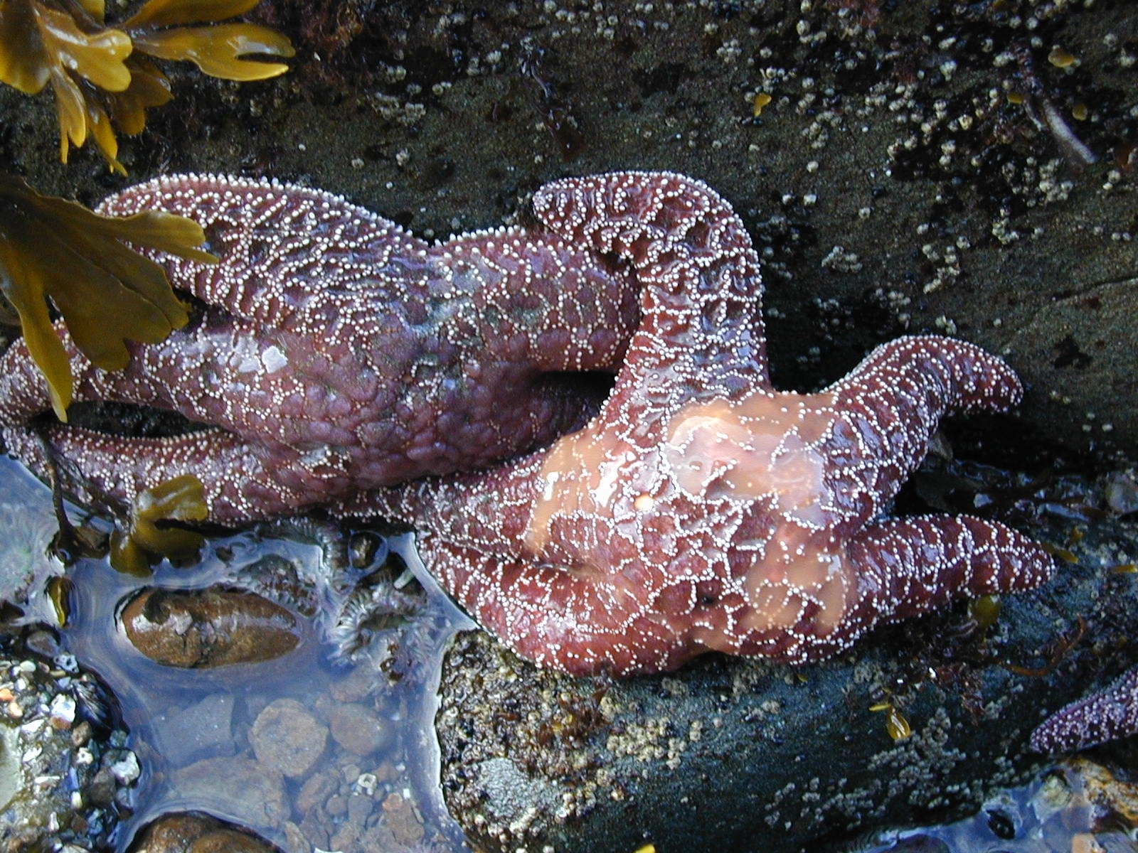 Free download high resolution image - free image free photo free stock image public domain picture -Ochre sea star at Olympic National Park