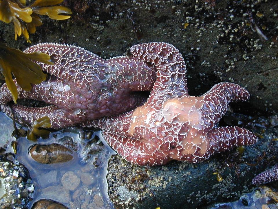 Free download high resolution image - free image free photo free stock image public domain picture  Ochre sea star at Olympic National Park