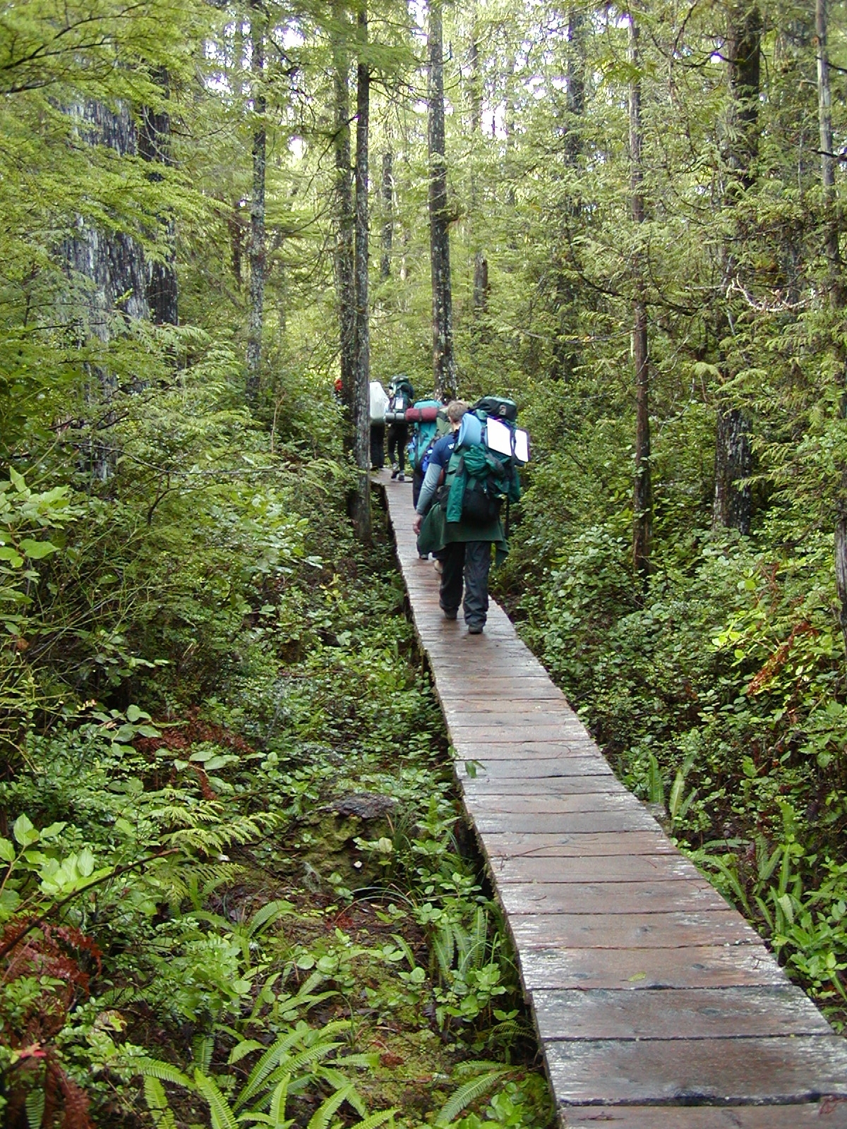 Free download high resolution image - free image free photo free stock image public domain picture -Ozette Boardwalk Trail