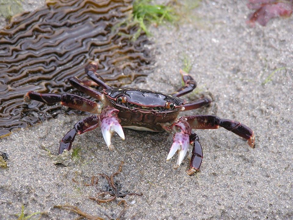 Free download high resolution image - free image free photo free stock image public domain picture  Purple crab