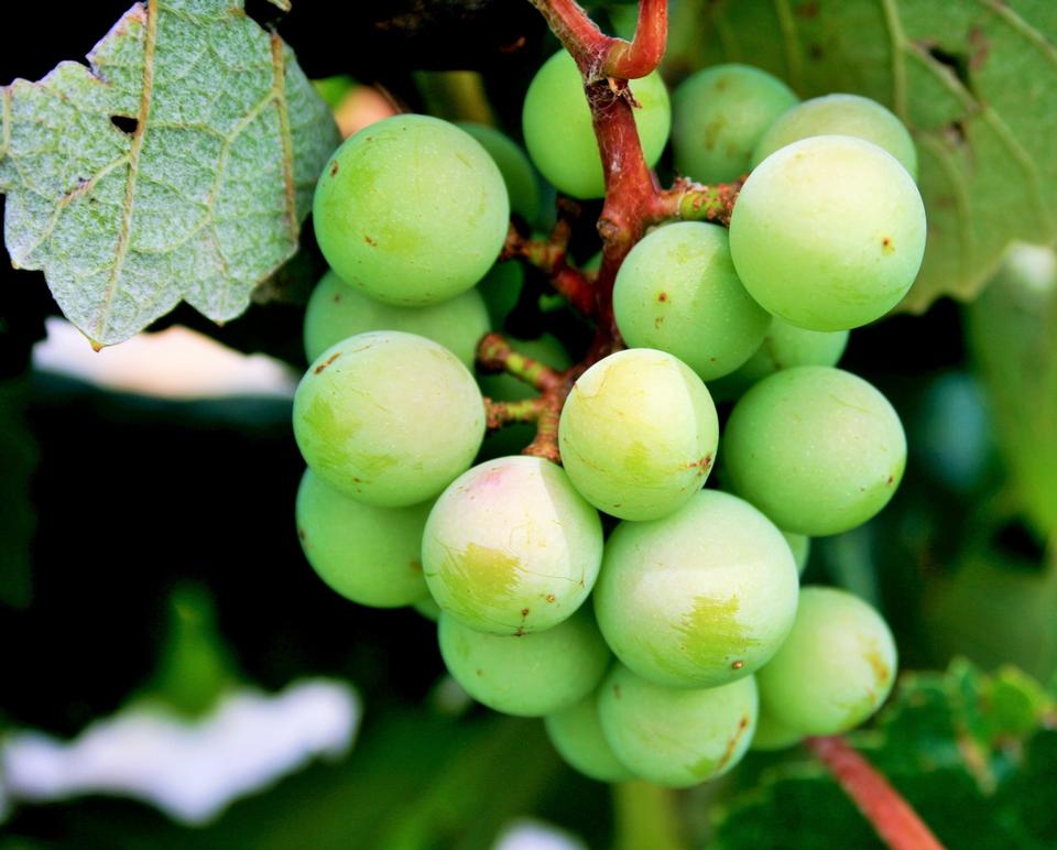 Free download high resolution image - free image free photo free stock image public domain picture  green grape closeup