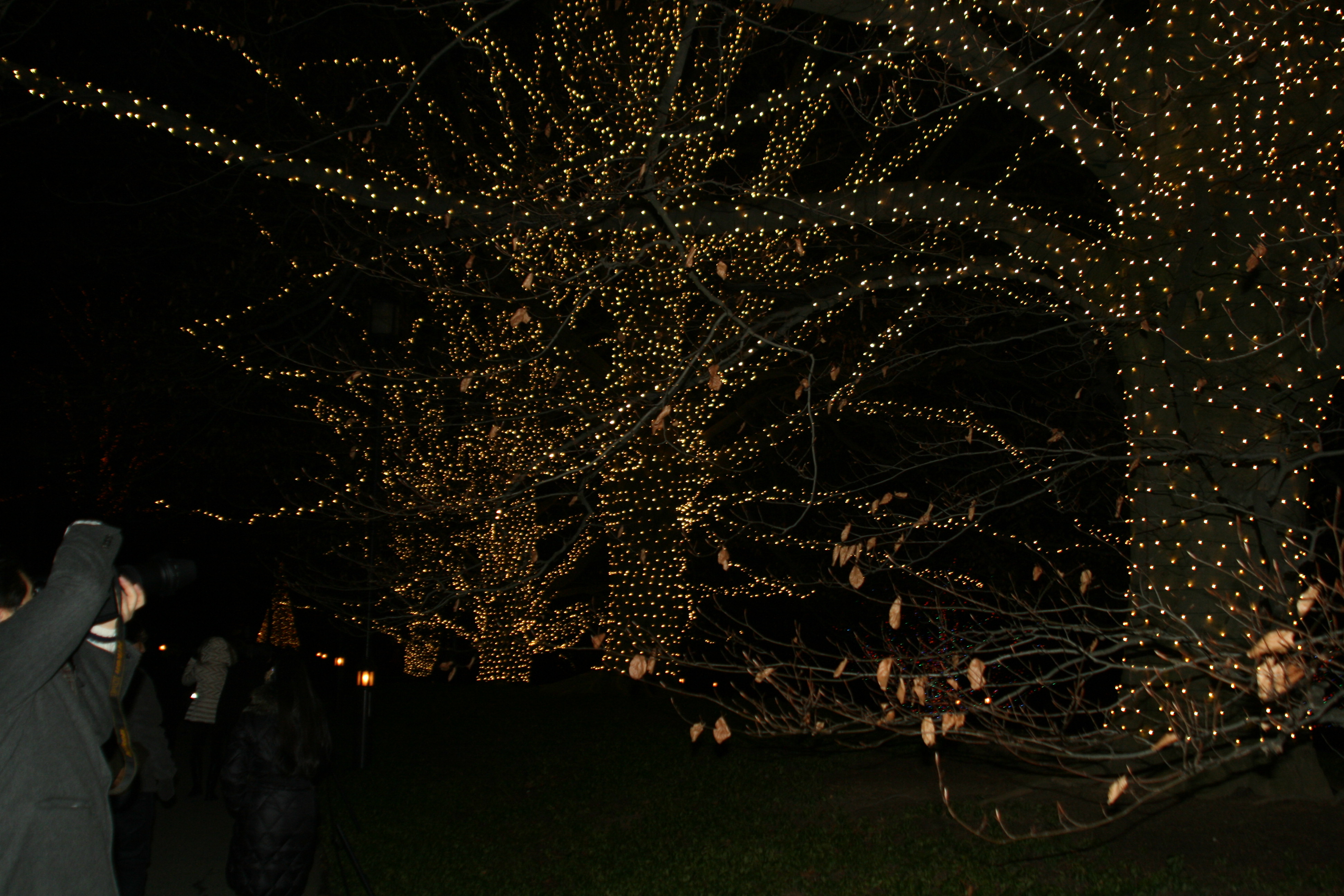 Free download high resolution image - free image free photo free stock image public domain picture -path with christmas lights  Longwood Gardens