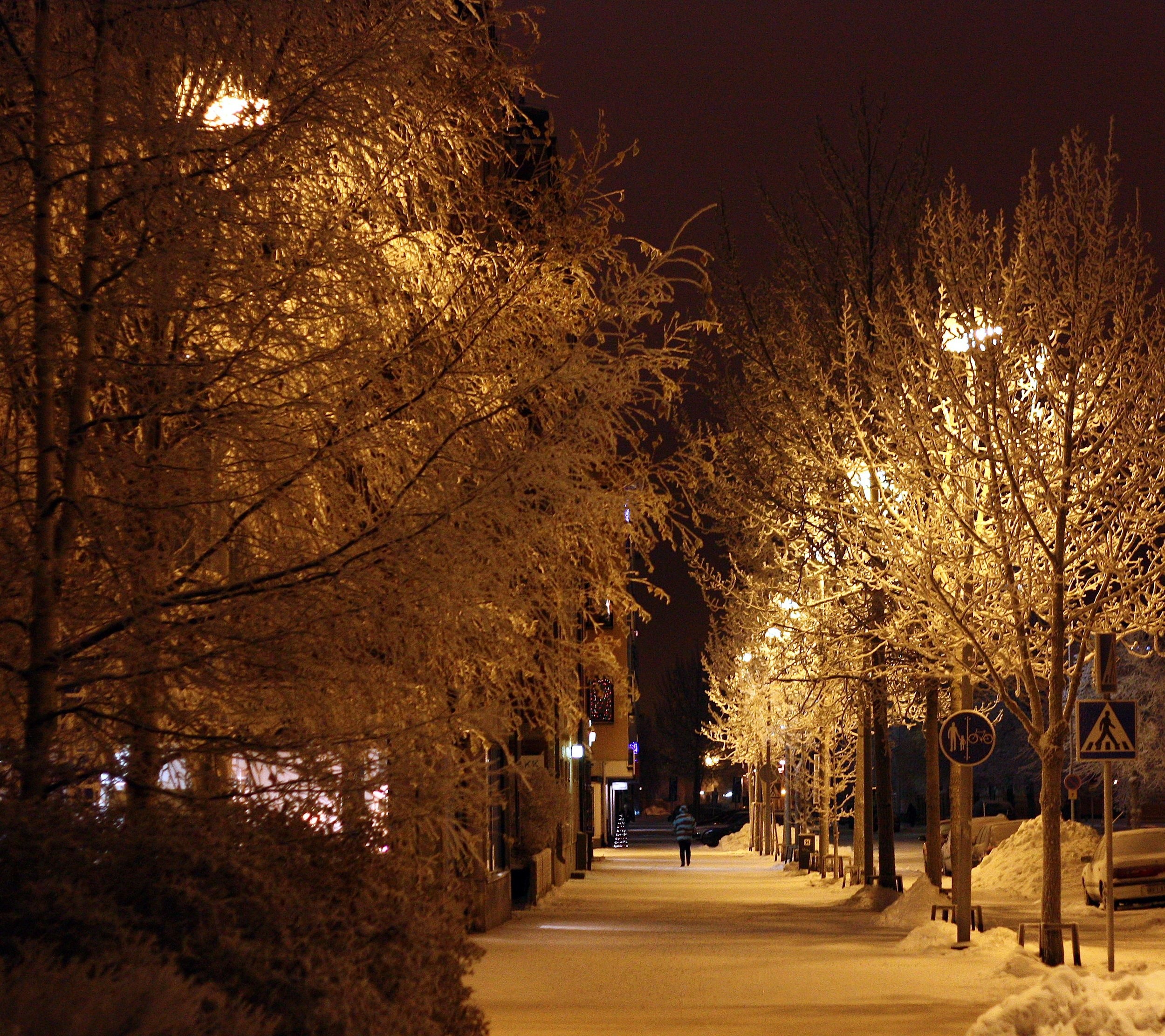 Free download high resolution image - free image free photo free stock image public domain picture -Snowy avenue with trees with street lights