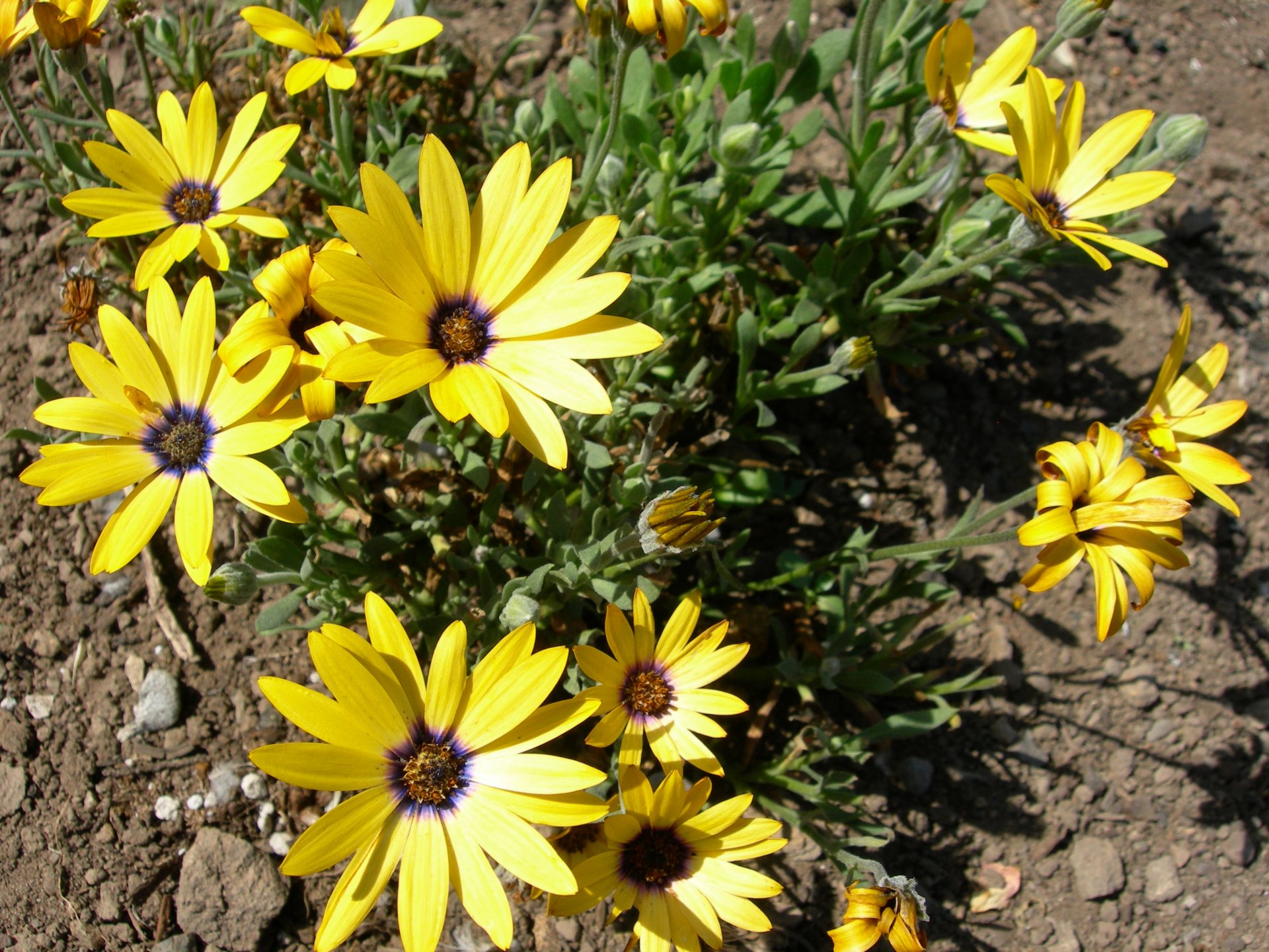 Free download high resolution image - free image free photo free stock image public domain picture -African Daisy - Osteospermum