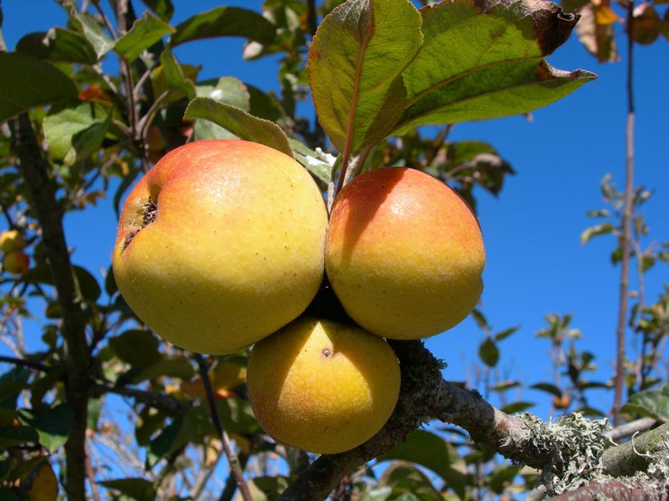 Free download high resolution image - free image free photo free stock image public domain picture  Apple - Malus species