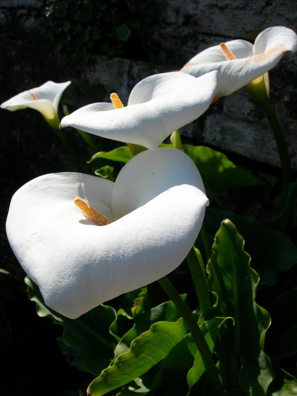 Free download high resolution image - free image free photo free stock image public domain picture  Calla lily - Zantedeschia aethiopica