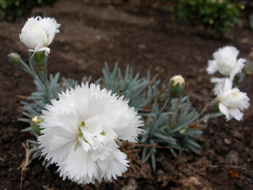 Free download high resolution image - free image free photo free stock image public domain picture  Carnation Dianthus Arctic Star