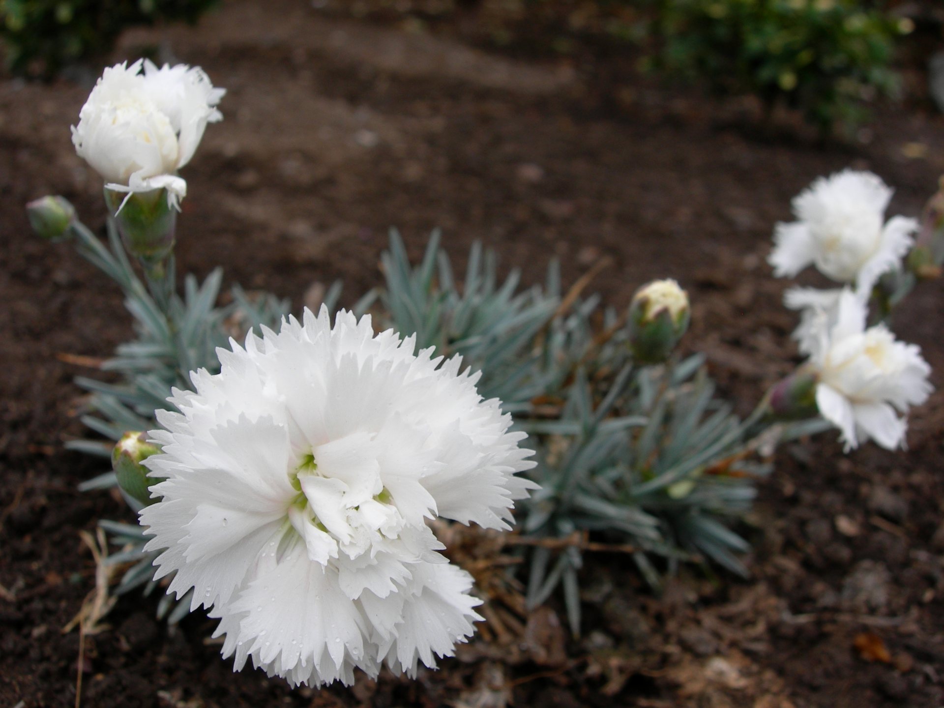 Free download high resolution image - free image free photo free stock image public domain picture -Carnation Dianthus Arctic Star