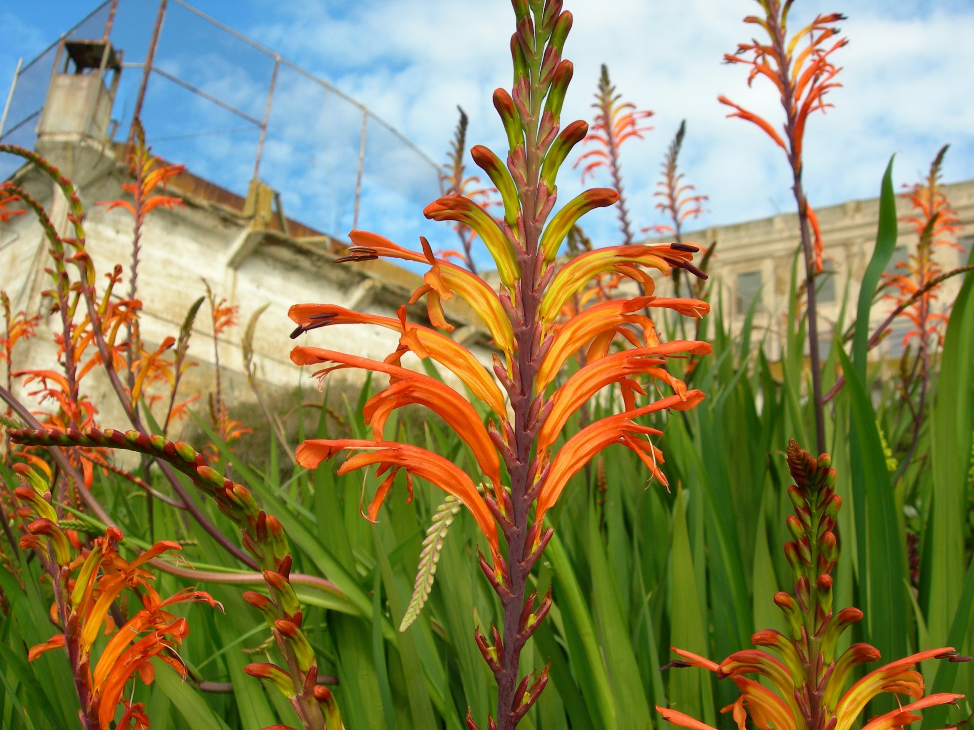 Free download high resolution image - free image free photo free stock image public domain picture -Cobra lily, Pennants - Chasmanthe floribunda