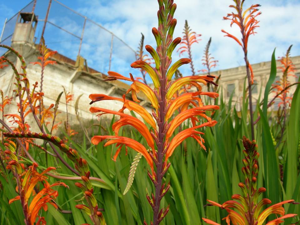 Free download high resolution image - free image free photo free stock image public domain picture  Cobra lily, Pennants - Chasmanthe floribunda