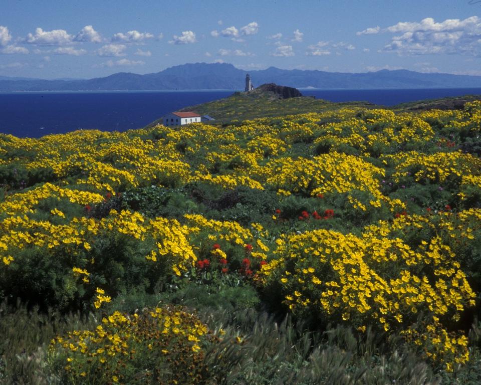 Free download high resolution image - free image free photo free stock image public domain picture  Coreopsis Anacapa Island