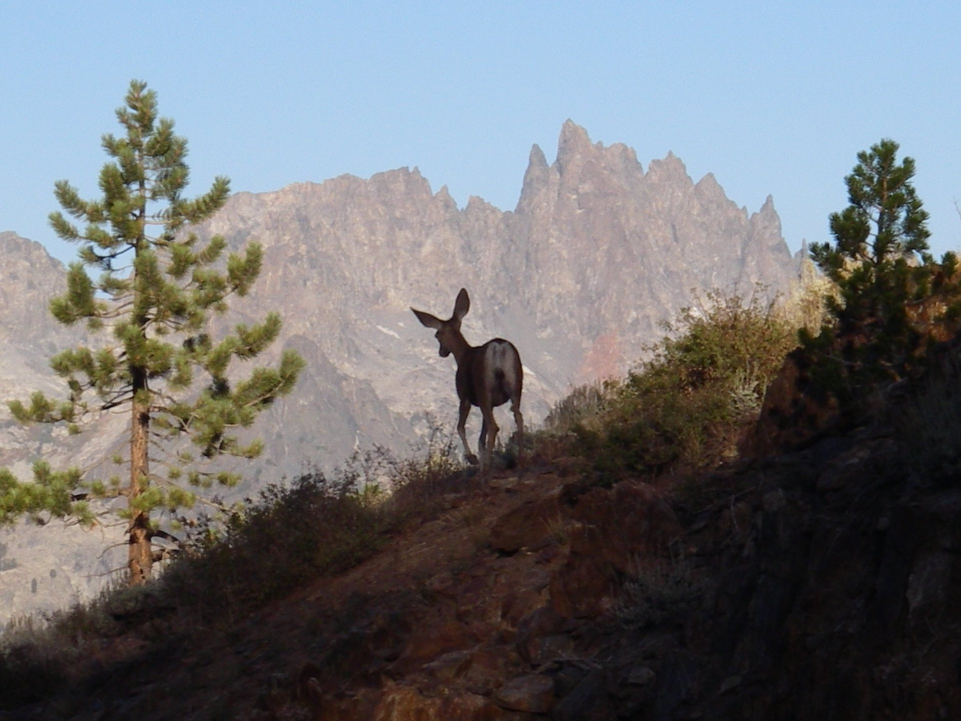 Free download high resolution image - free image free photo free stock image public domain picture -Mule Deer and the Minarets