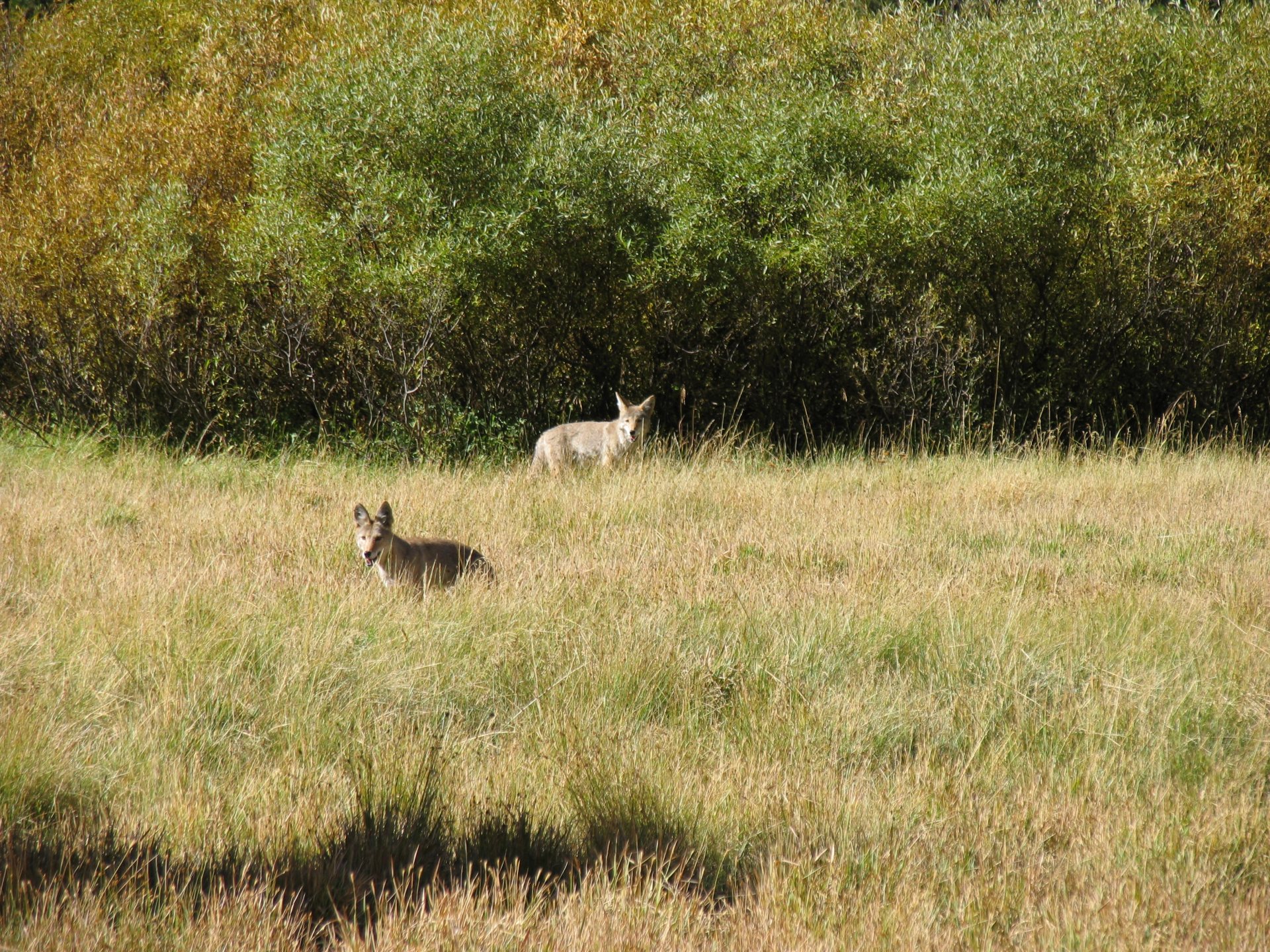 Free download high resolution image - free image free photo free stock image public domain picture -Coyotes in Soda Springs Meadow