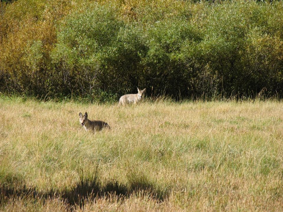 Free download high resolution image - free image free photo free stock image public domain picture  Coyotes in Soda Springs Meadow