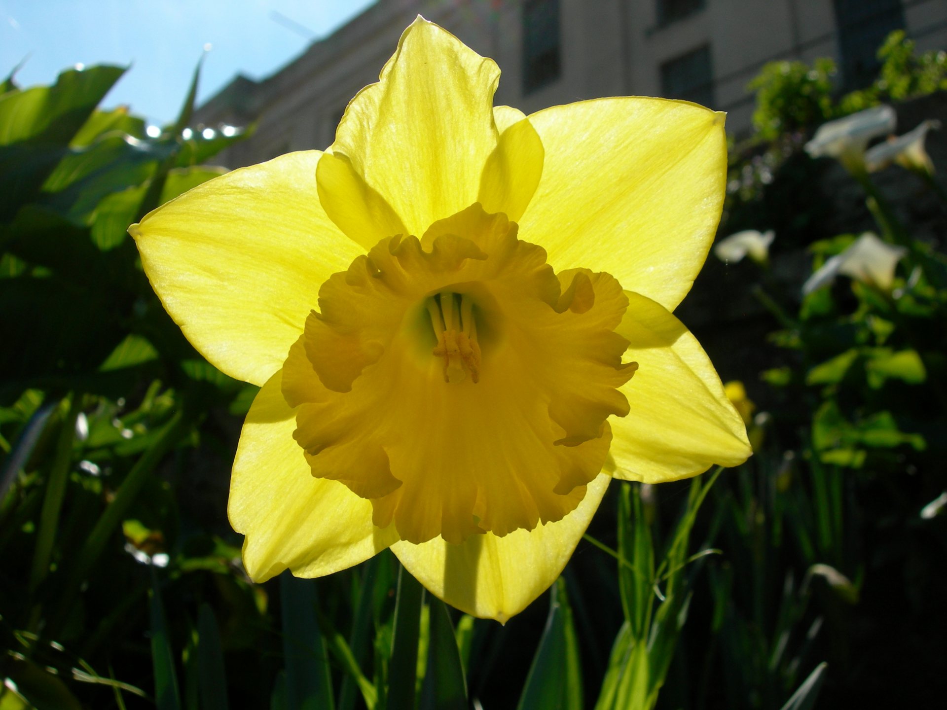 Free download high resolution image - free image free photo free stock image public domain picture -Daffodil - Narcissus Carlton