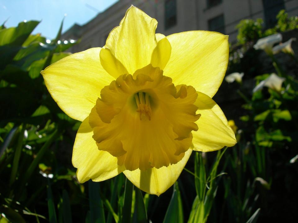 Free download high resolution image - free image free photo free stock image public domain picture  Daffodil - Narcissus Carlton