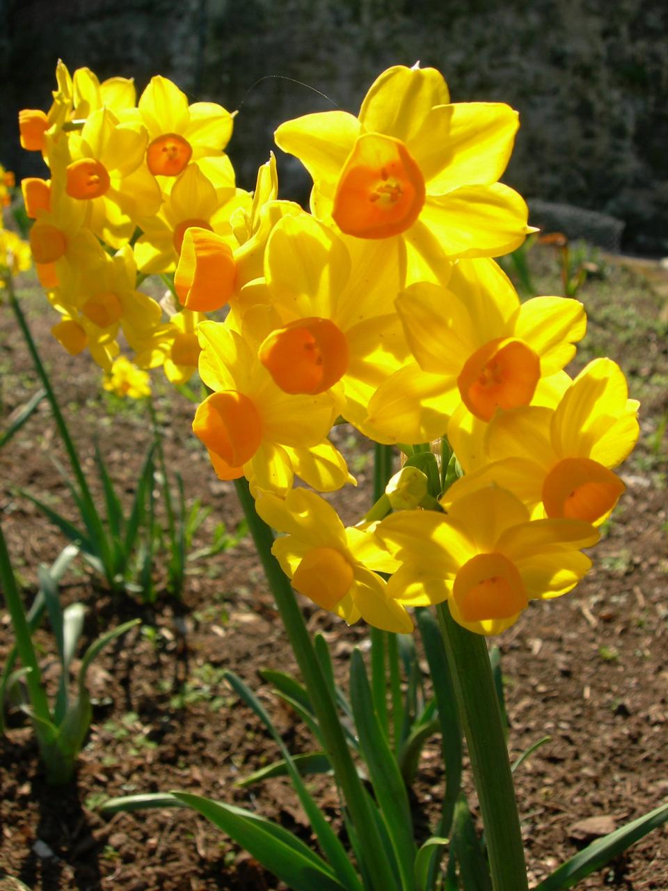 Free download high resolution image - free image free photo free stock image public domain picture  Daffodil - Narcissus Grand Soliel d'or