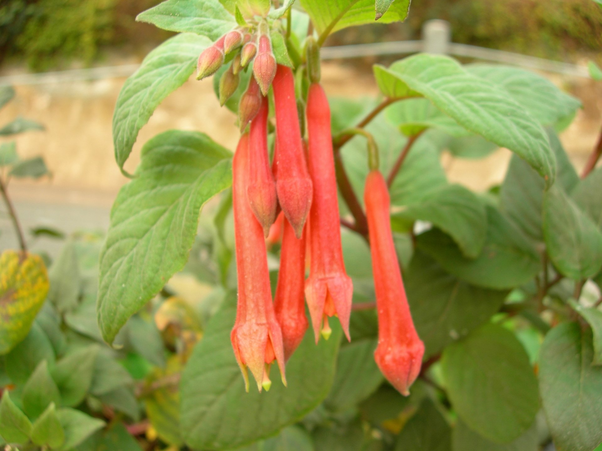 Free download high resolution image - free image free photo free stock image public domain picture -Fuchsia - Fuchsia denticulata