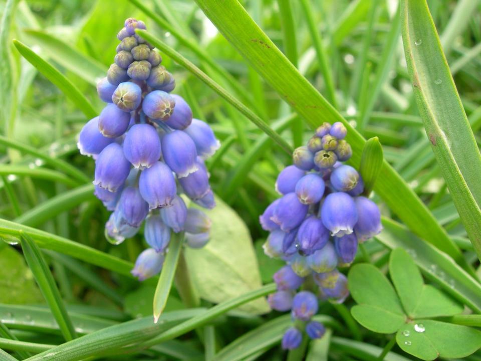 Free download high resolution image - free image free photo free stock image public domain picture  Grape Hyacinth - Muscari armenicum