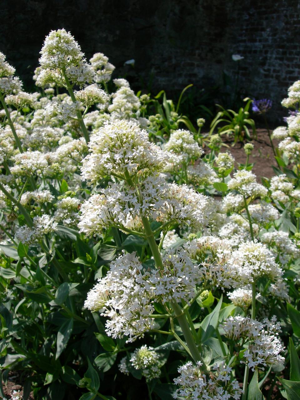 Free download high resolution image - free image free photo free stock image public domain picture  Jupiter's Beard/Valerian - Centranthus ruber Alba