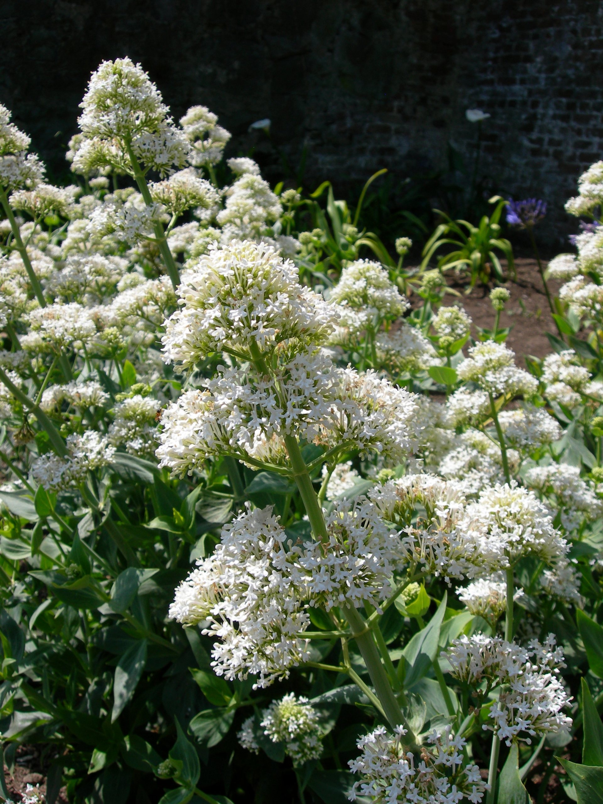 Free download high resolution image - free image free photo free stock image public domain picture -Jupiter's Beard/Valerian - Centranthus ruber Alba